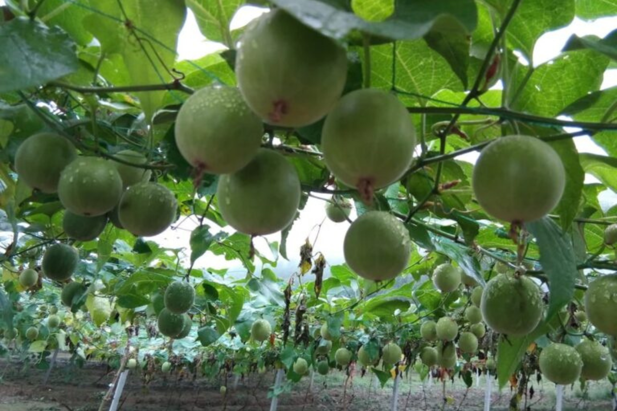 The Sweet Secret of Monk Fruit: A Natural Sugar Alternative with Big Benefits