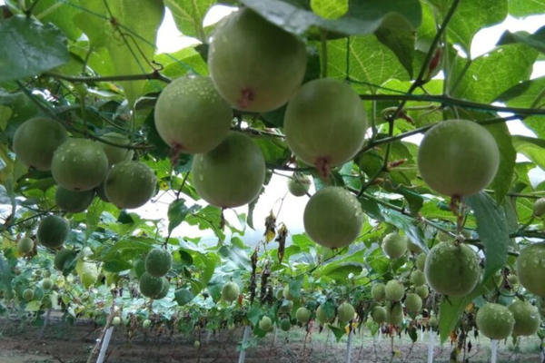 The Sweet Secret of Monk Fruit: A Natural Sugar Alternative with Big Benefits