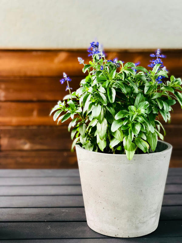 A fresh green stevia plant growing in a pot